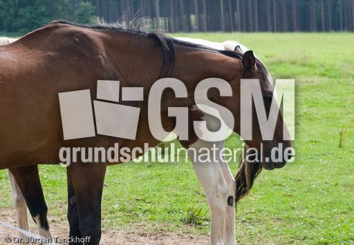 Reitpferde (8 von 11).jpg